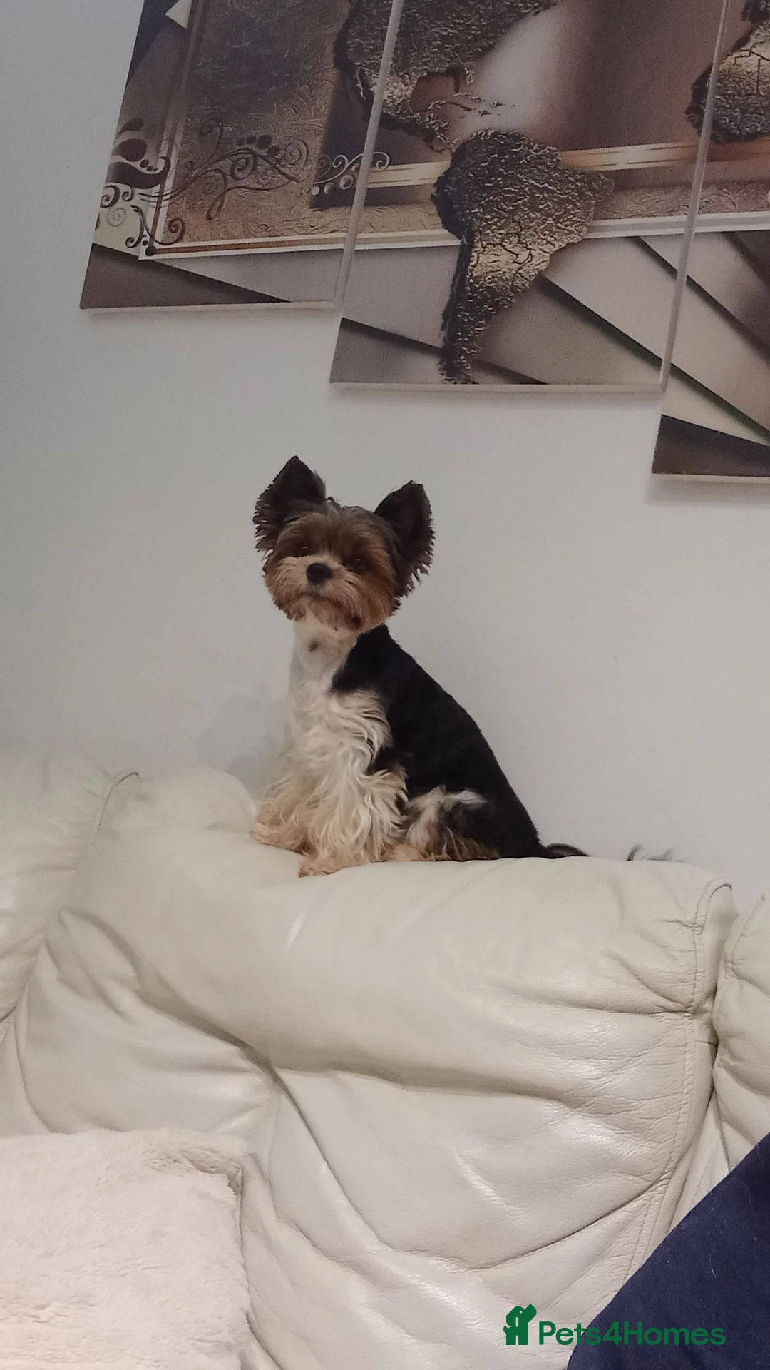Biewer Terrier dogs for stud: BUFFALO – Beautiful Biewer Yorkshire Terrier Stud  - Advert 2
