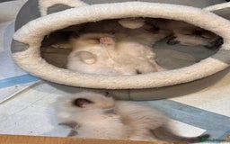 Ragdoll cats for sale: 6 Ragdoll kittens - Advert 5