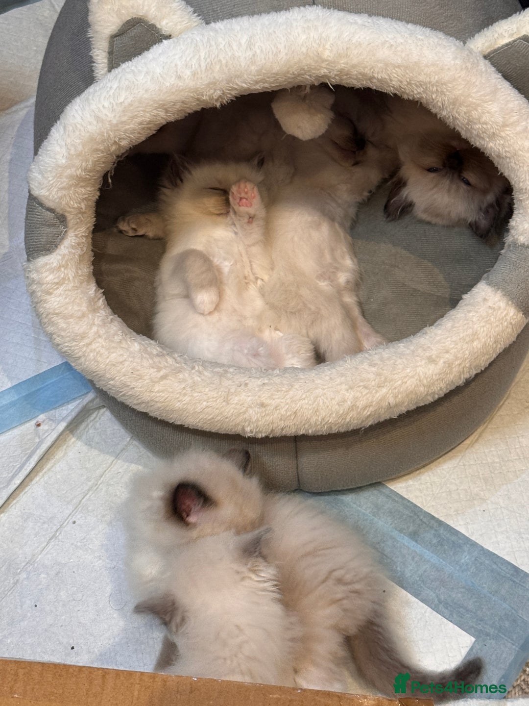 Ragdoll cats for sale: 6 Ragdoll kittens - Advert 5