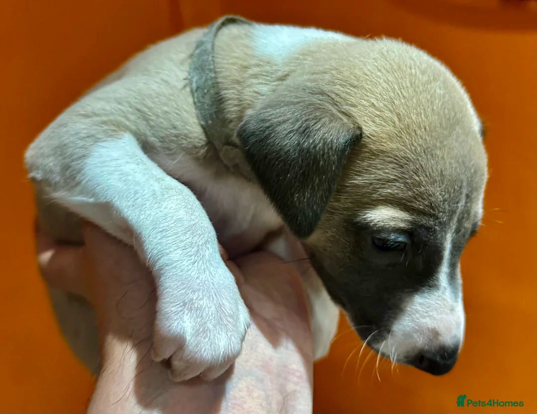 Whippet dogs for sale: KC Reg Rare Blue/Fawn whippets - Advert 8