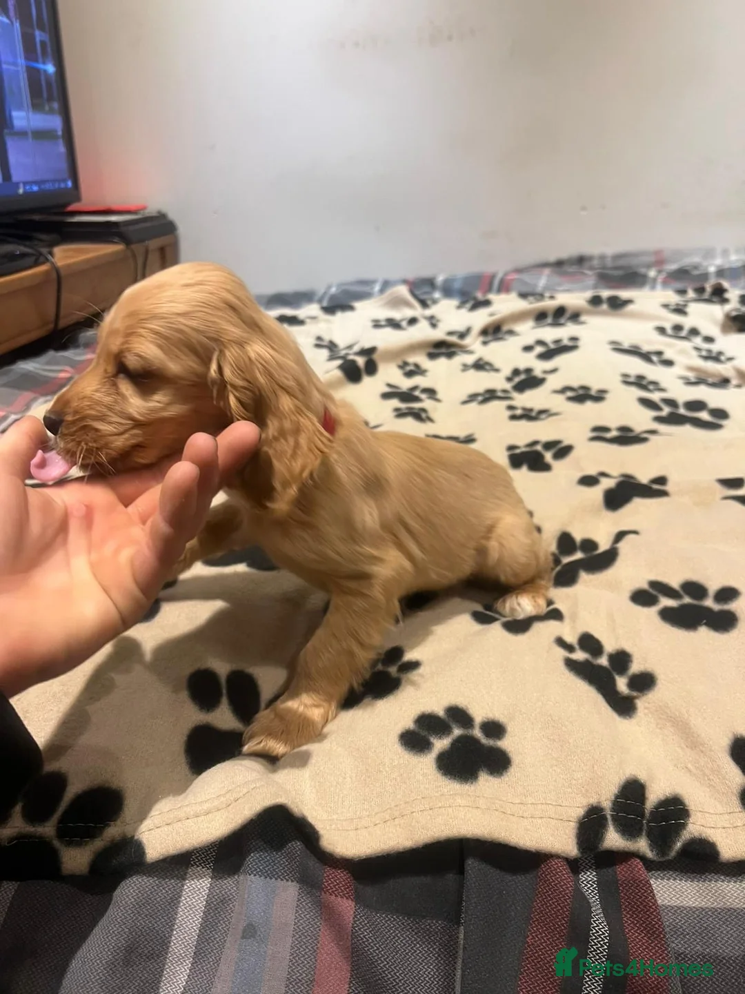 Cockapoo dogs for sale: Cocker spaniel/ cocapoo  - Advert 33