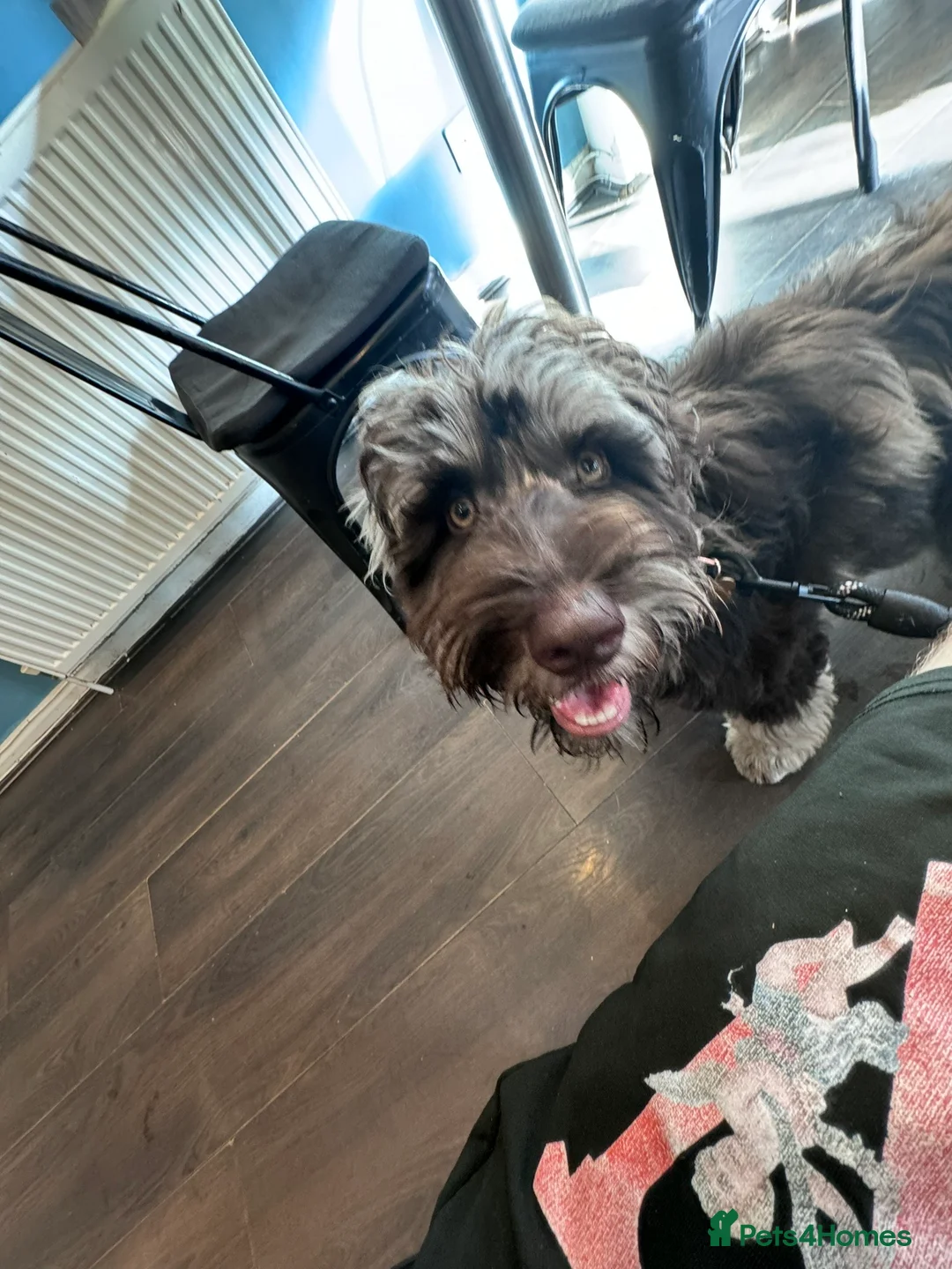 Cockapoo dogs for stud: Multigen Harlequin Merle Cockapoo at Stud in Manchester - Advert 11