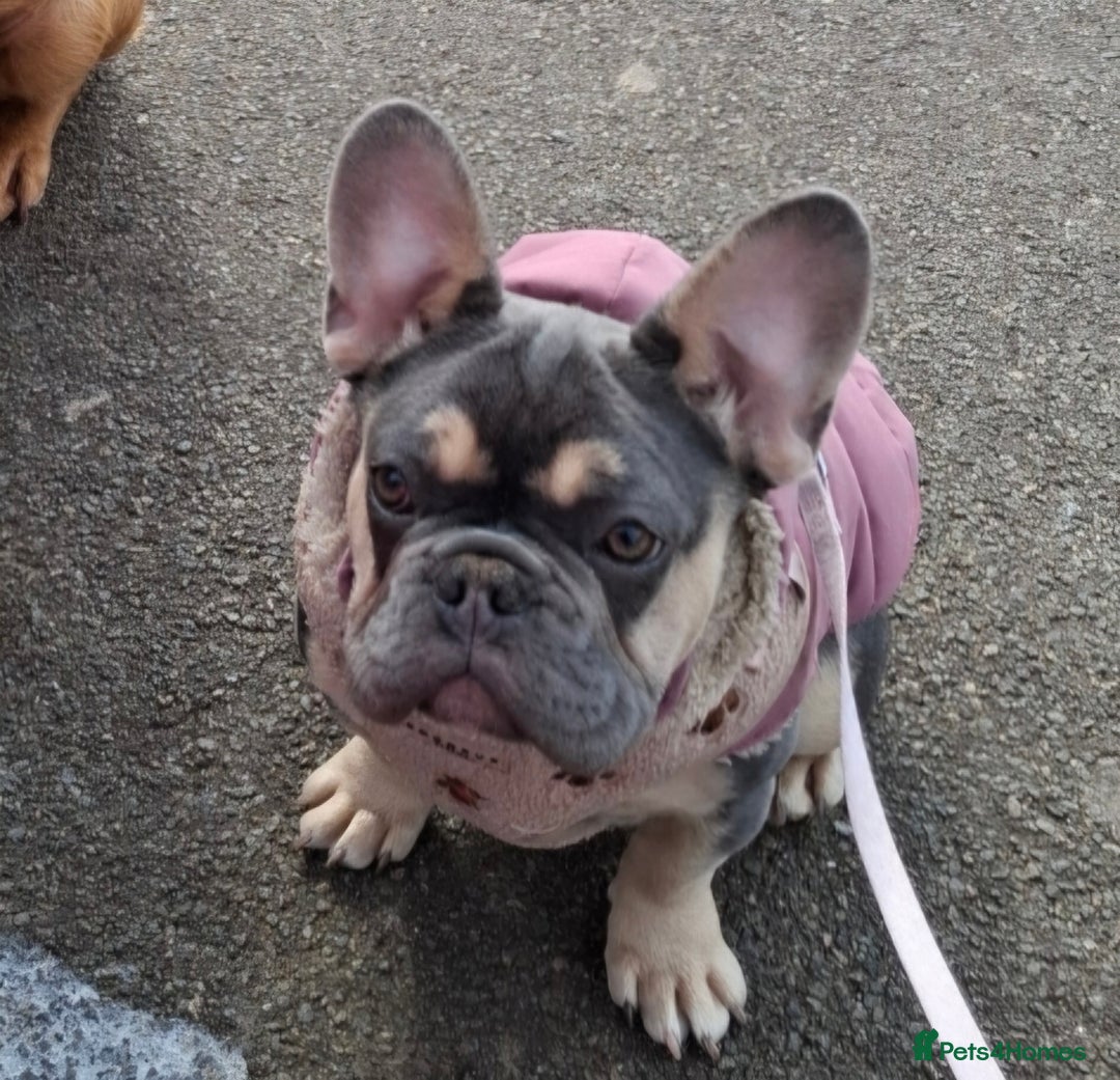 French Bulldog dogs for sale: Stunning kc reg French bulldog sisters  - Image 8