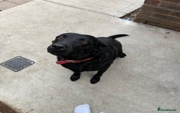Labrador Retriever dogs for sale: Black Labrador  - Image 3