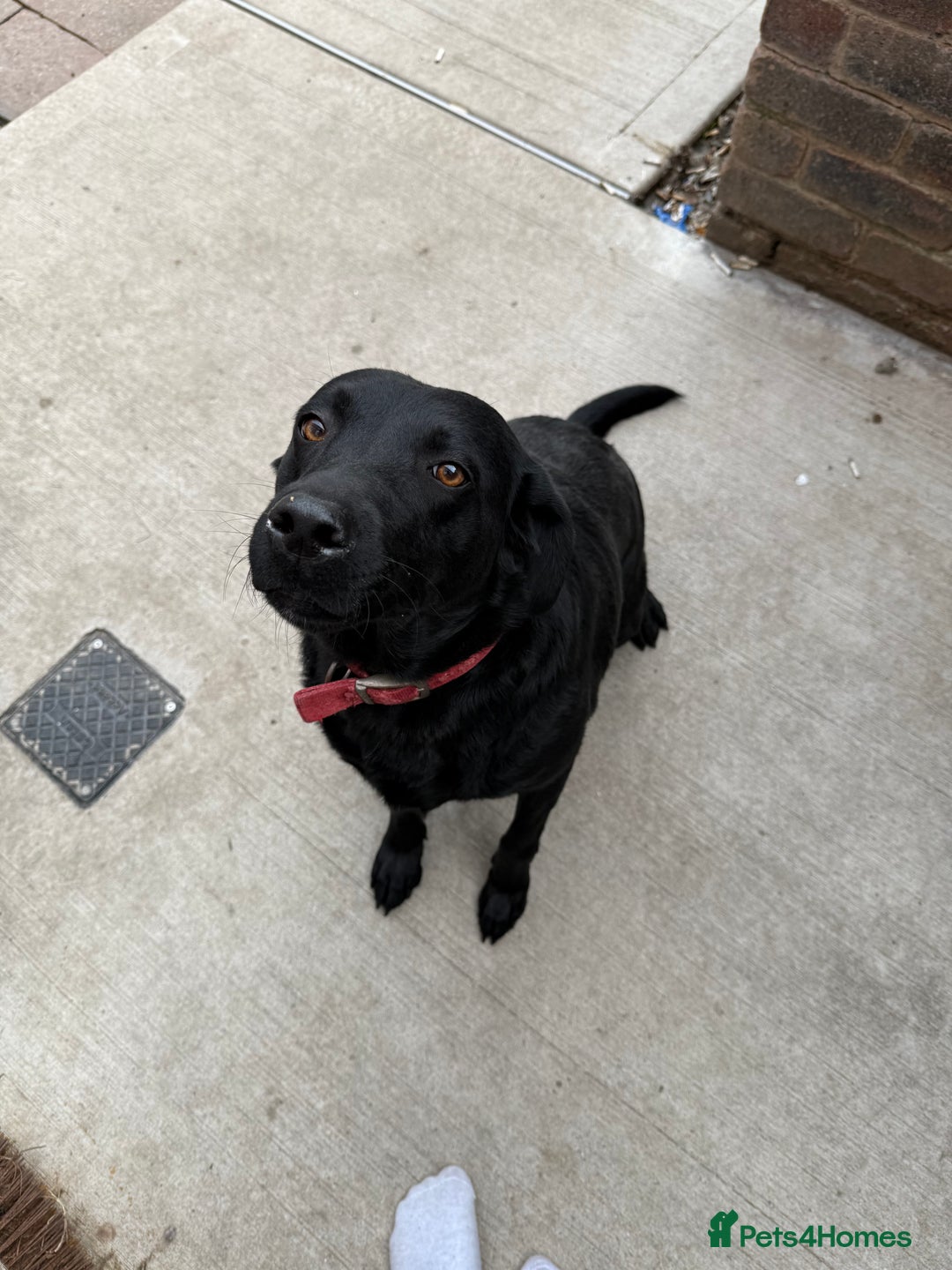 Labrador Retriever dogs for sale: Black Labrador  - Image 3