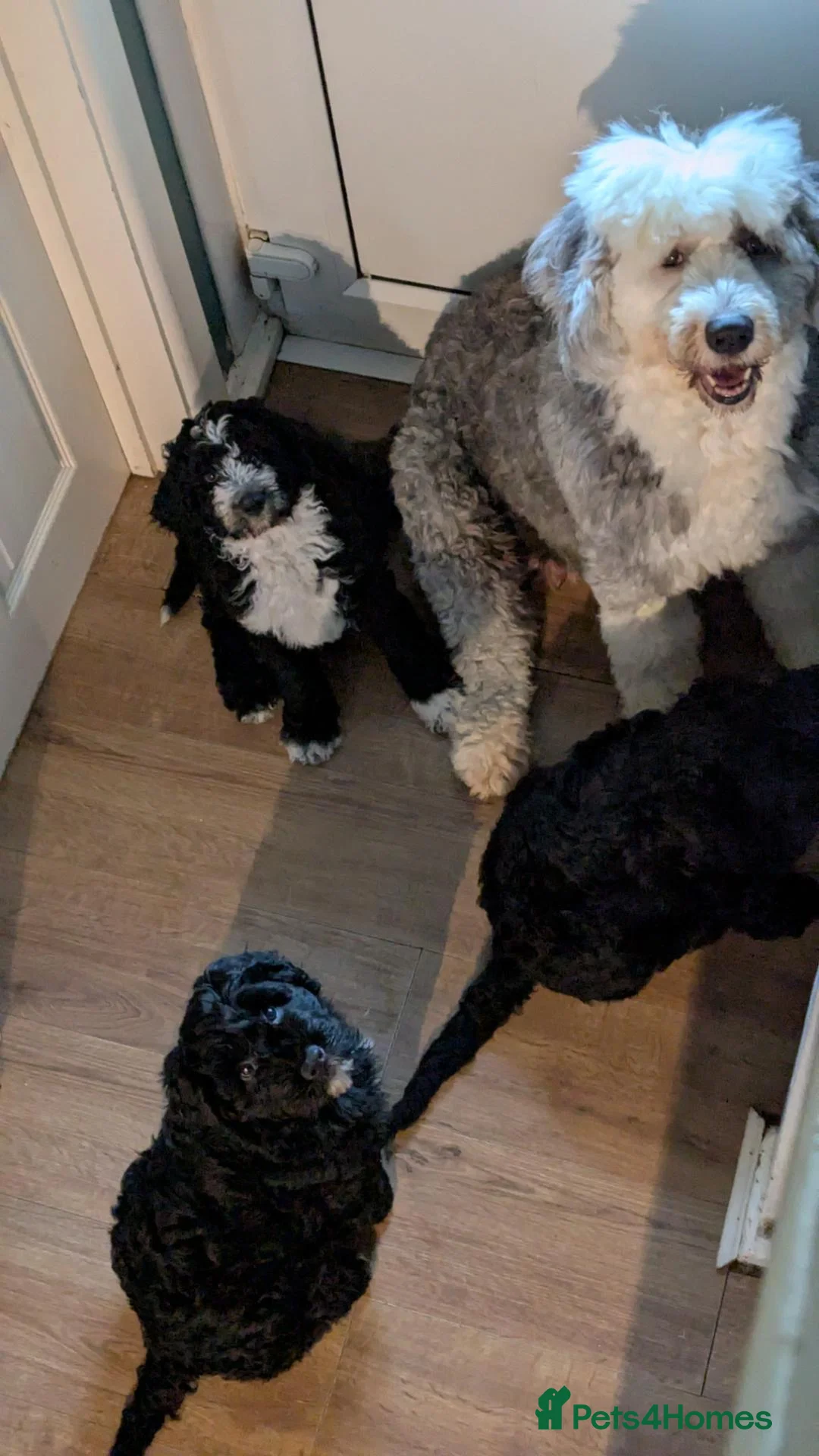 Sheepadoodle dogs for sale: (last girl) ❤️ F1 OES x Standard POODLE - Advert 2