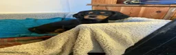 Cockalier dogs for sale: Cockalier  in Doncaster - Advert 5