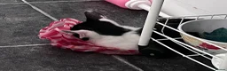 Mixed Breed cats for sale: 2 male kittens  in Nottingham - Advert 5