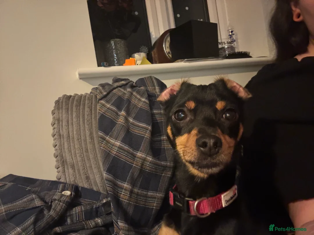 Miniature Pinscher dogs for sale: Miniature Pinscher female - Advert 6