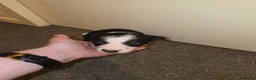 Border Collie dogs for sale: Border collie pups - Advert 12