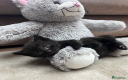 British Shorthair cats for sale: Mixed Breed British Shorthair 🐾 £300 - Image 6