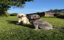 Old English Sheepdog dogs for stud: OLD ENGLISH SHEEPDOG for Stud KC Registered - Image 3