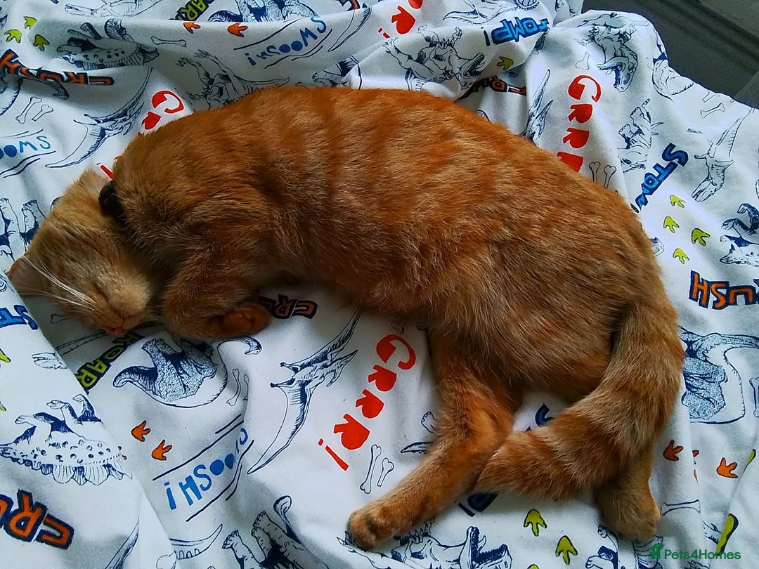 Mixed Breed cats for sale: Cats 🥰 - Image 5