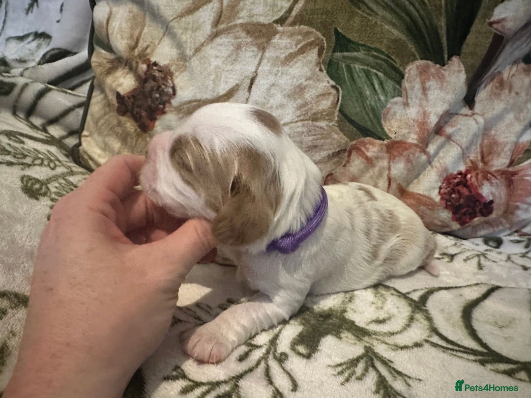 Mixed Breed dogs for sale: Cockalier puppies  - Advert 7