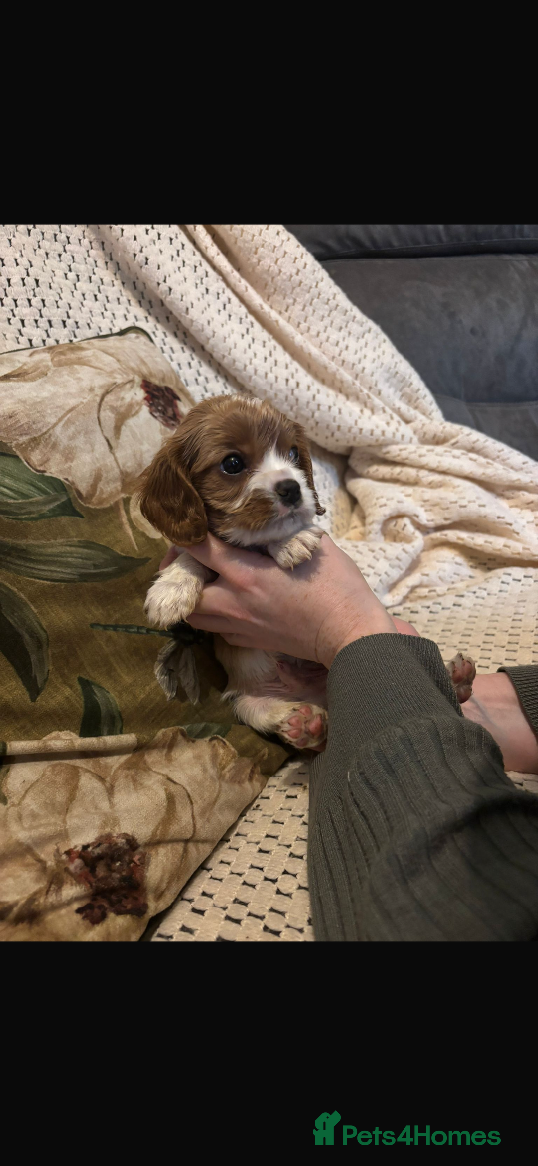 Cavalier King Charles Spaniel dogs for sale: Cavalier King Charles spaniel puppies  - Advert 11