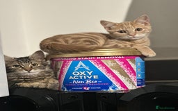 Mixed Breed cats for sale: Your forever pet for their forever home🥰 - Image 15