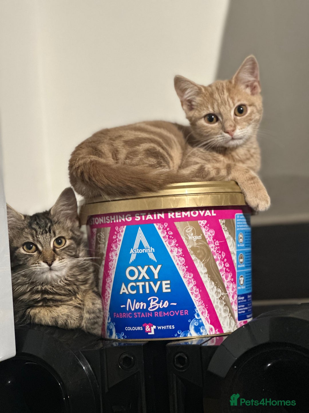 Mixed Breed cats for sale: Your forever pet for their forever home🥰 - Image 15