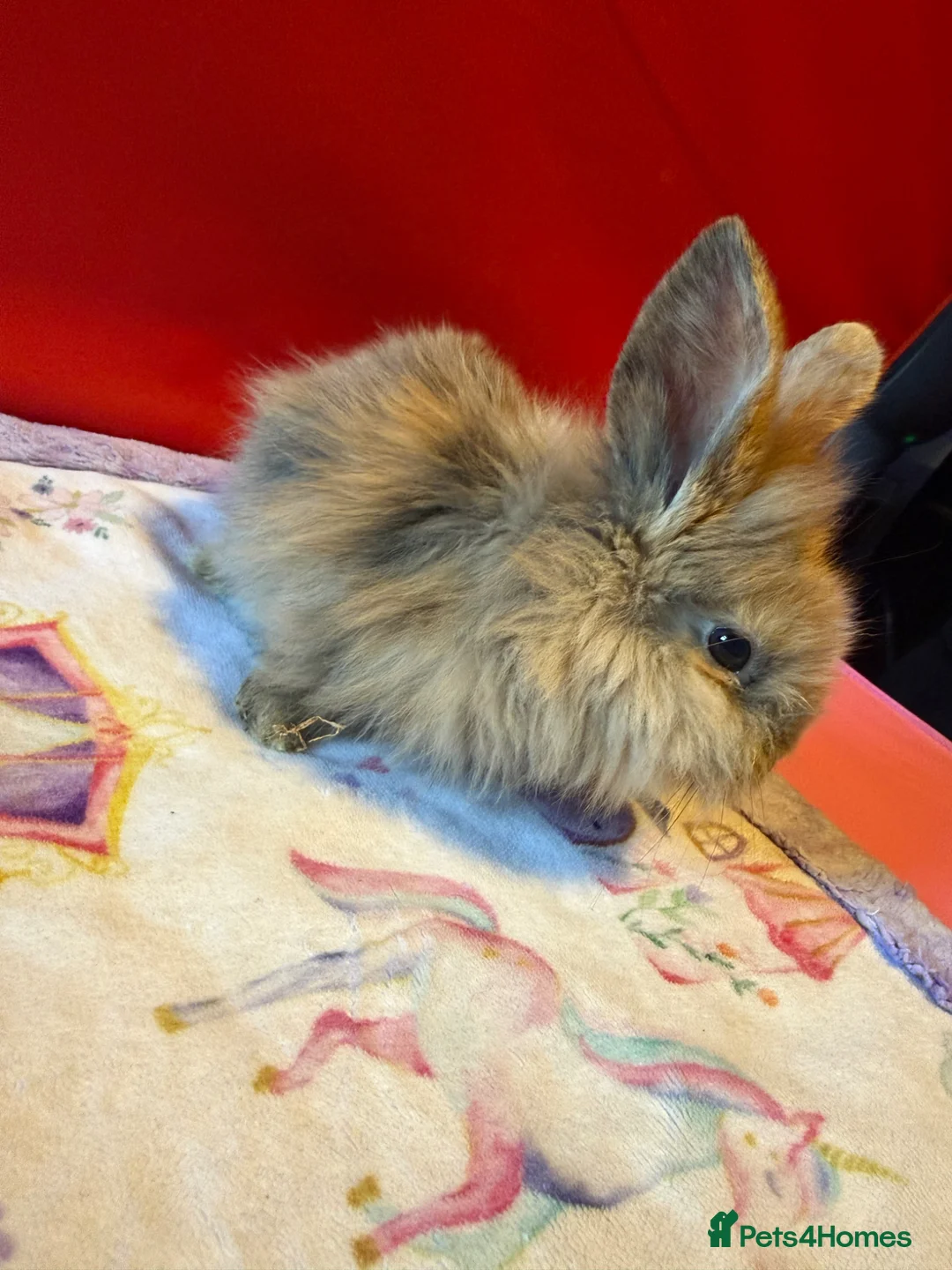 Lionhead rabbits for sale: Lion head mix rabbit  in Reading - Advert 7