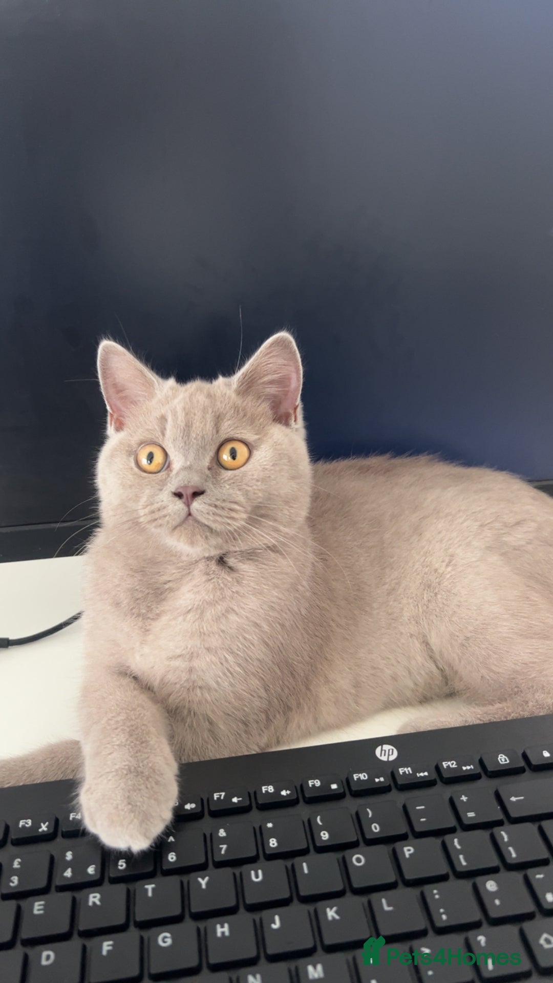 British Shorthair cats for sale: Rare British shorthair  - Advert 1