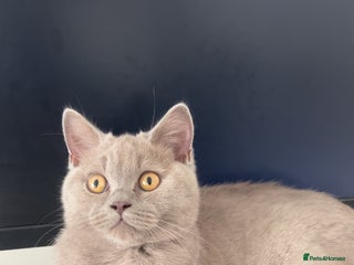 British Shorthair cats Rare British shorthair - Advert 1