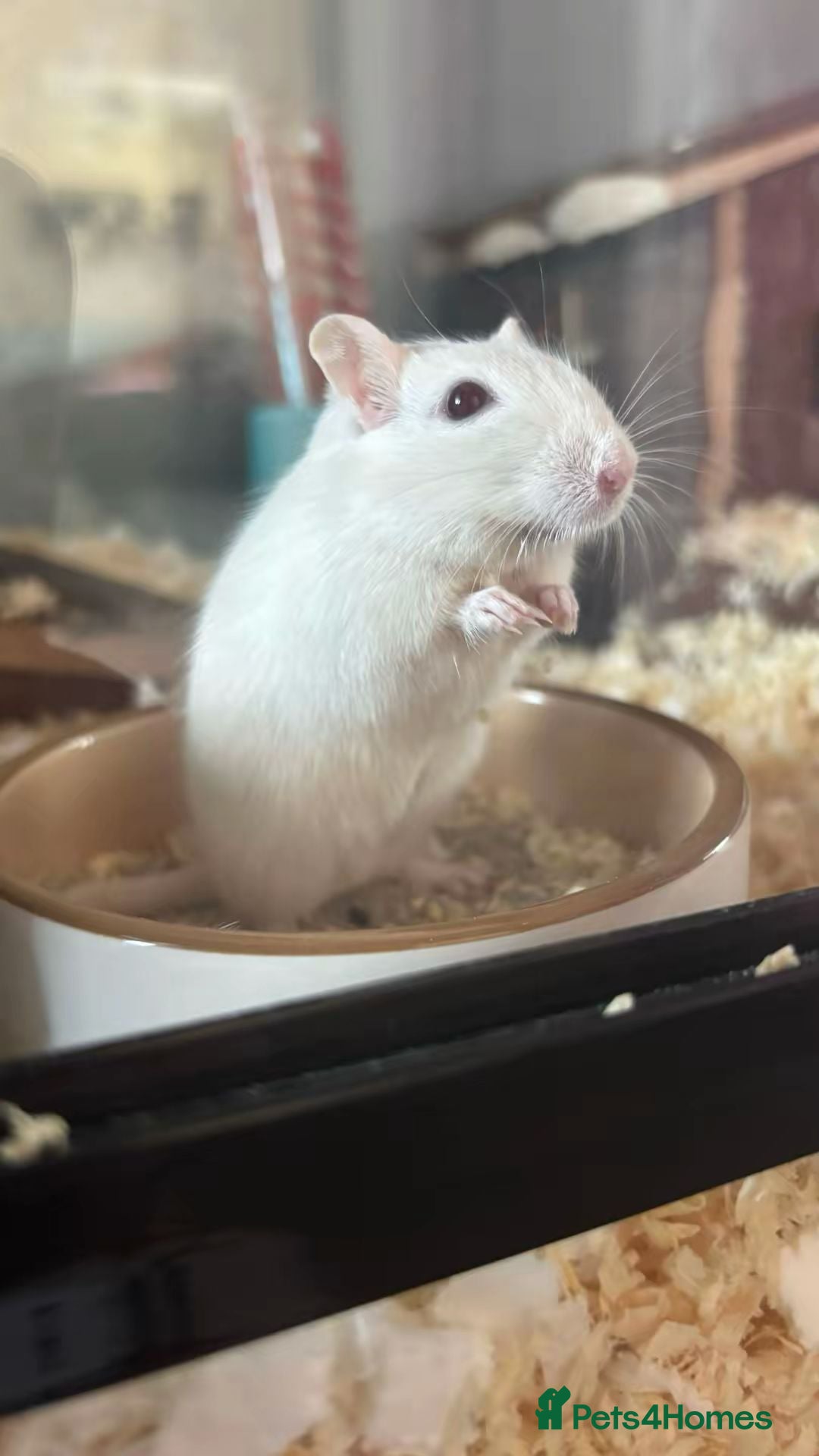 Gerbil rodents for sale: 2 Lovely Male Gerbils Needing New Home - Advert 1