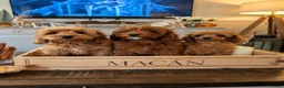 Cockapoo dogs for sale: 1 female Cockerpoo fully vaccinated  - Advert 16