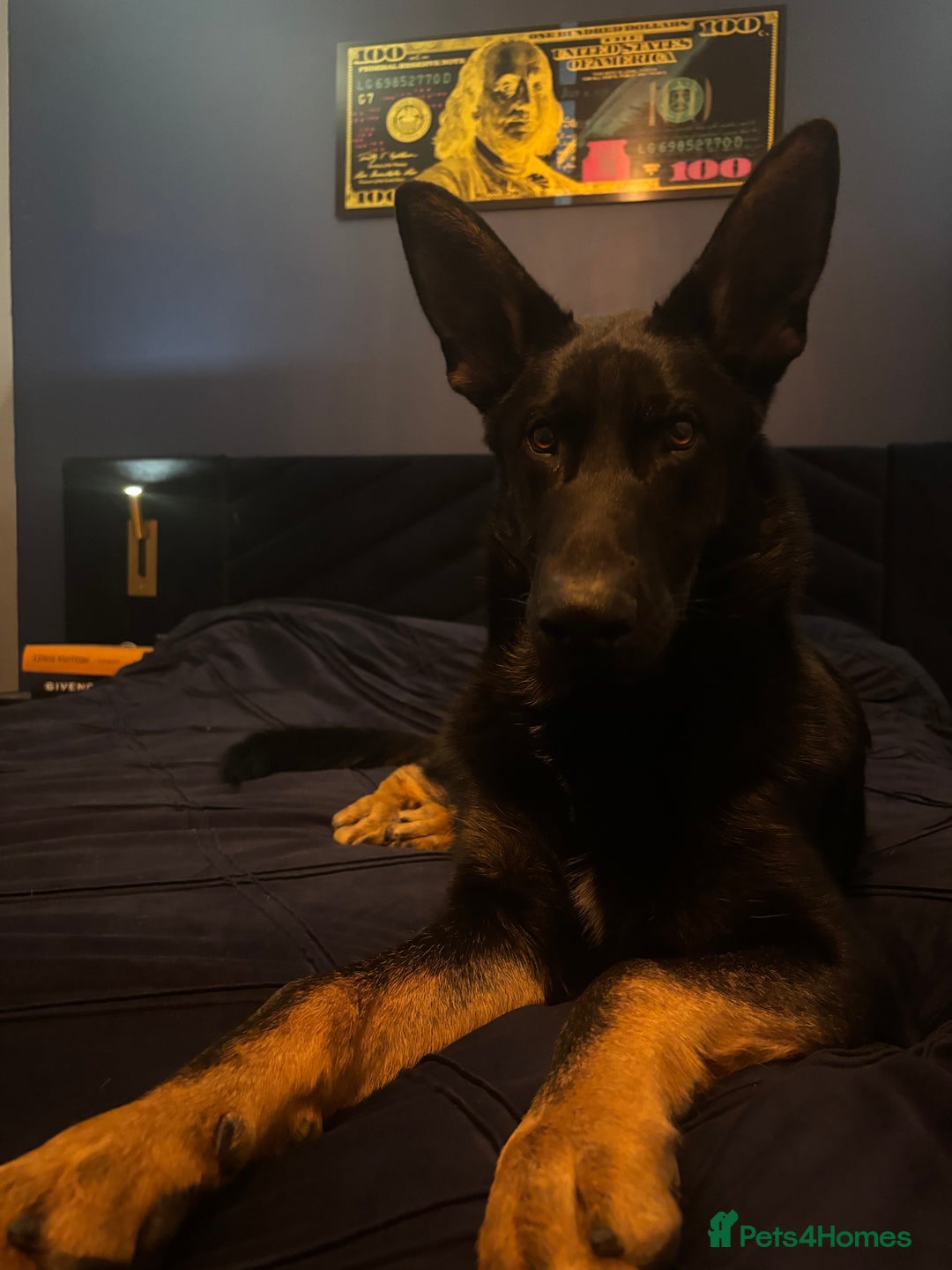 German Shepherd dogs for sale: Working line German shepherd GSD - Advert 5