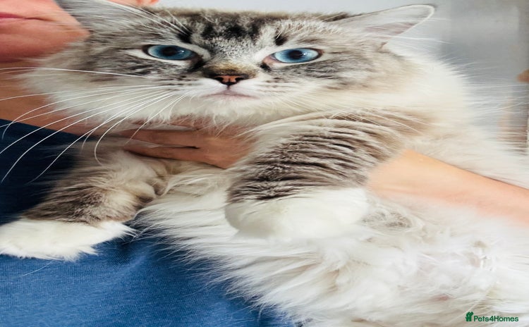 Ragdoll cats - Advert 1