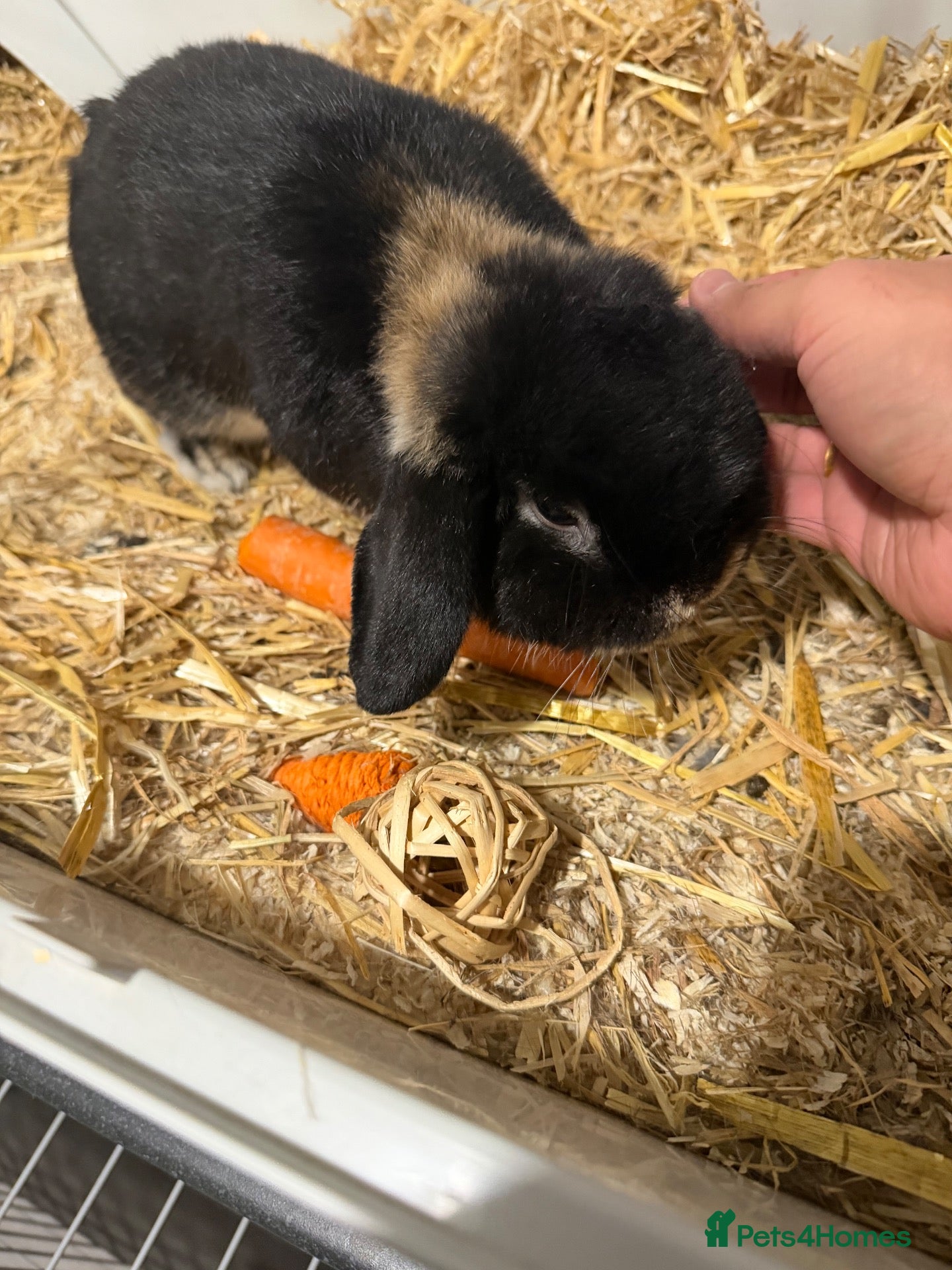 Mini Lop rabbits Mini lob  - Advert 1