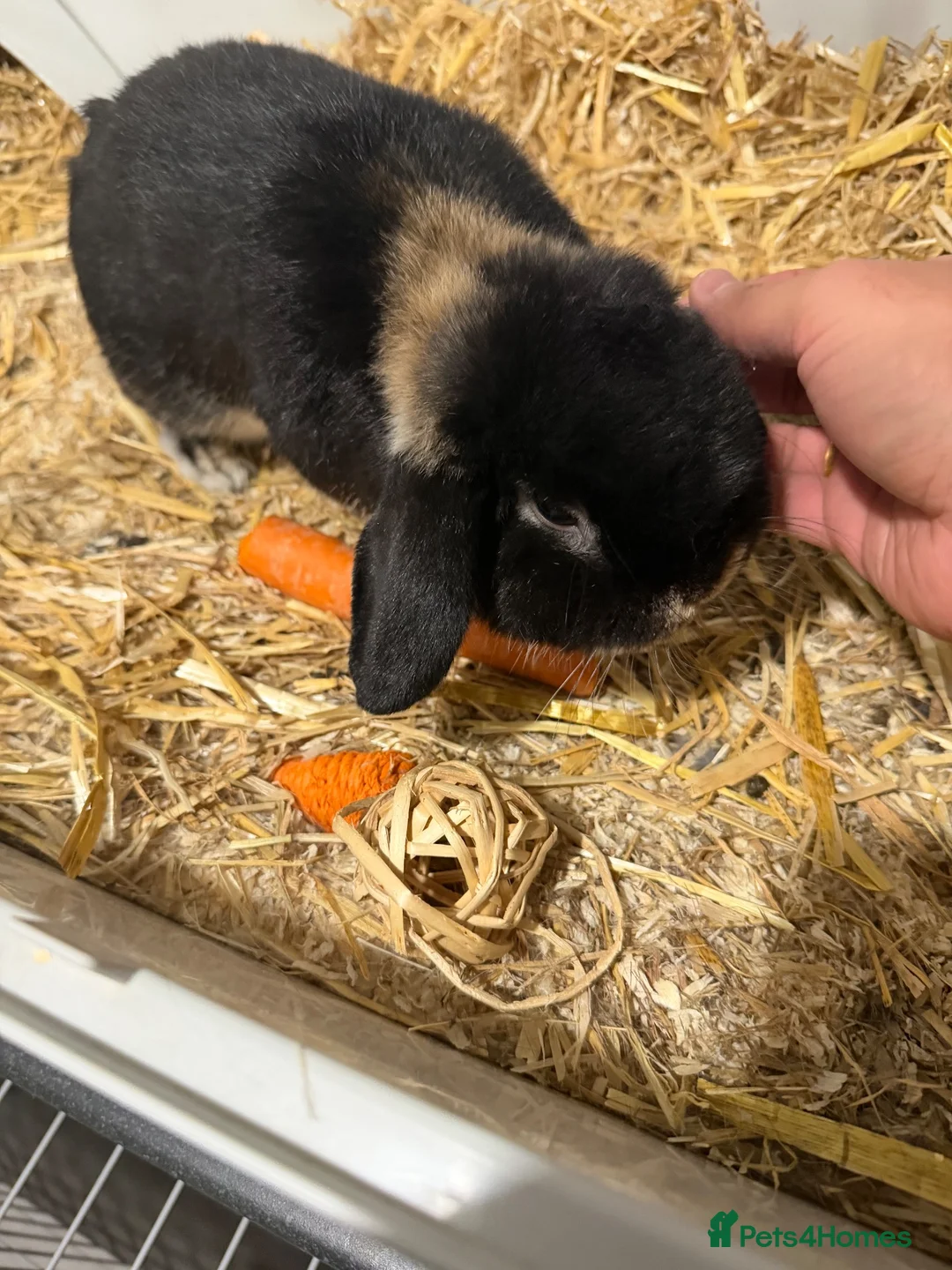 Mini Lop rabbits for sale: Mini lob  in Preston - Advert 1