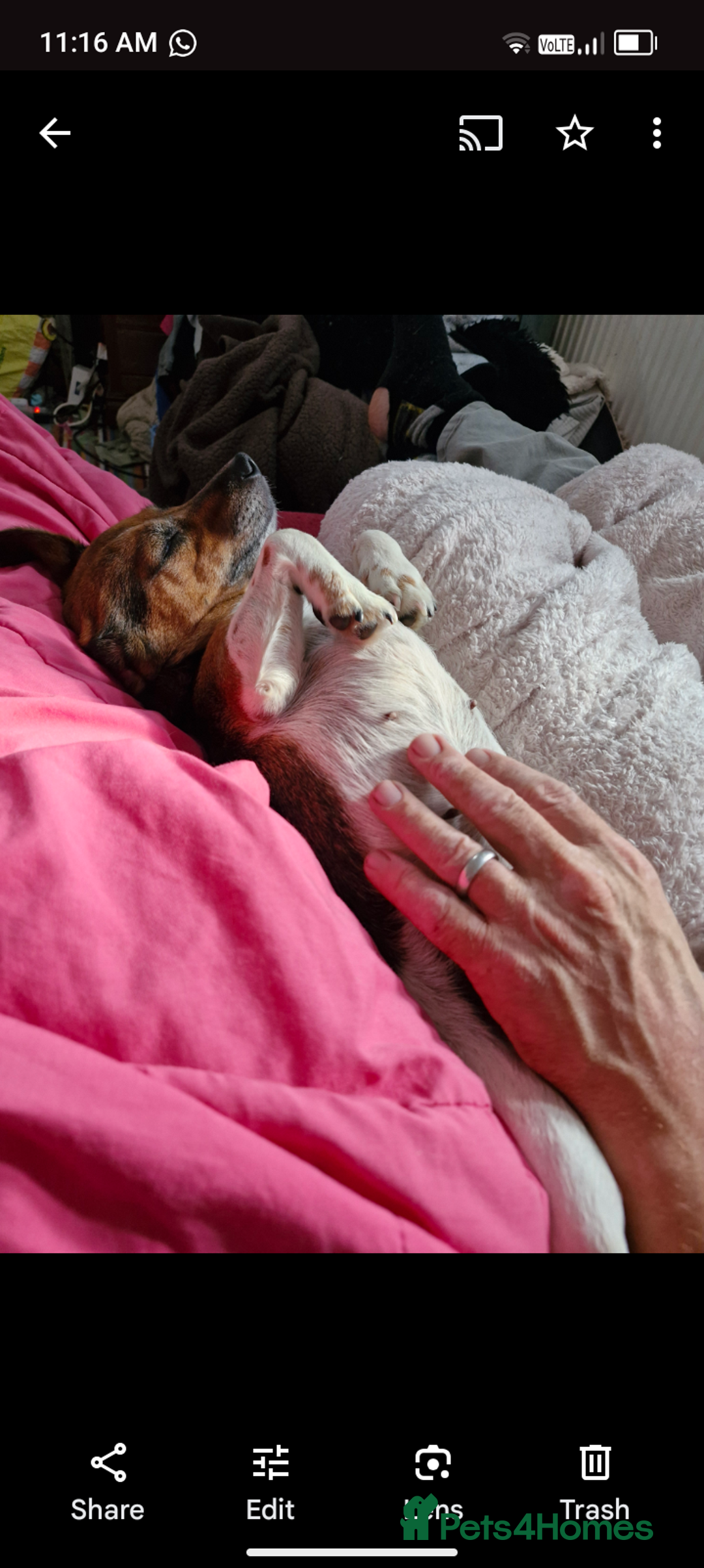 Jack Russell dogs for sale: Jack russell puppies - Advert 12