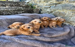 Cockapoo dogs for sale: ⭐️Ready Now, beautiful boys⭐️ Cockapoo puppies - Image 5