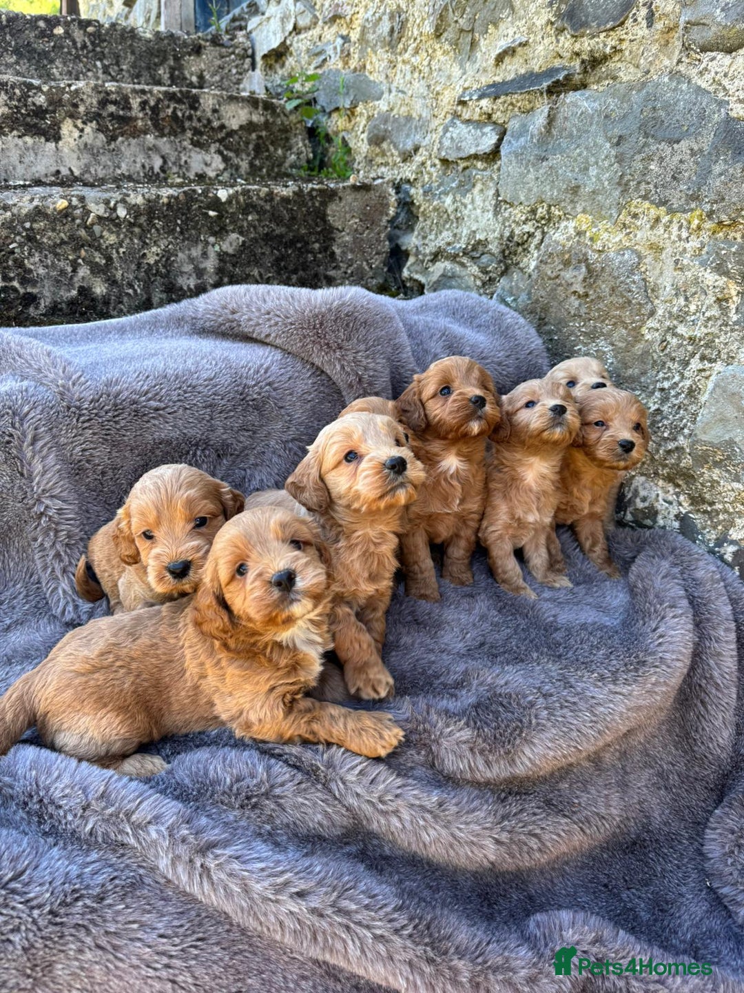Cockapoo dogs for sale: ⭐️Ready Now, beautiful boys⭐️ Cockapoo puppies - Image 5