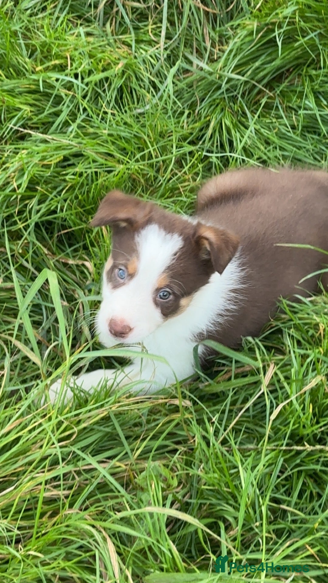 Border Collie dogs Brown Border collie puppies  - Advert 1