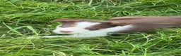 Border Collie dogs for sale: Border collie puppies  in Lanark - Advert 4
