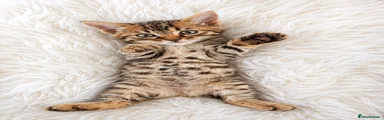 Bengal 5