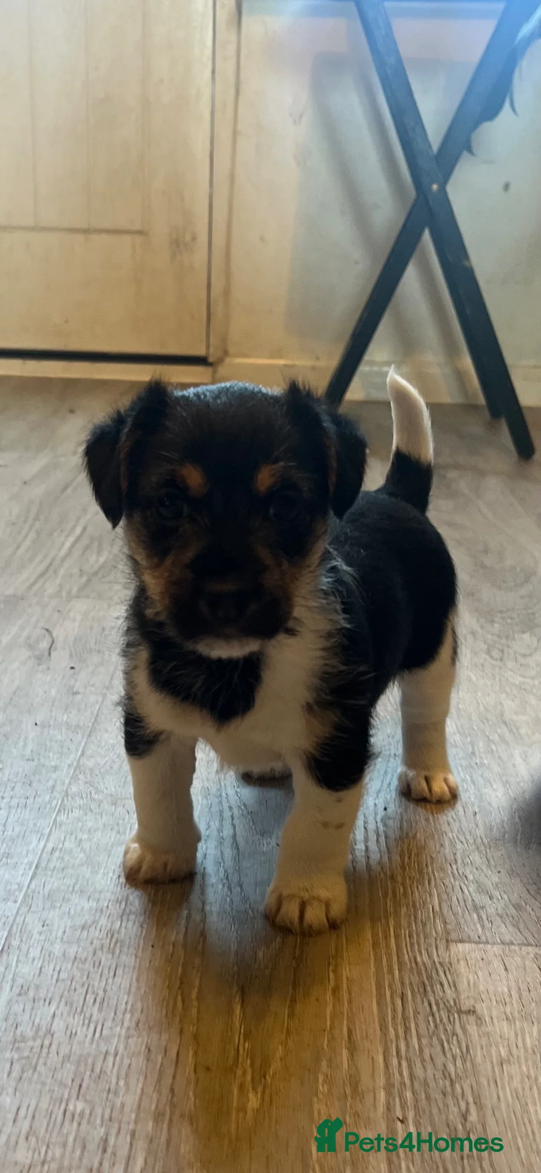 Jack Russell dogs for sale: 1 Female Jack Russell Puppy  in Liverpool - Advert 1