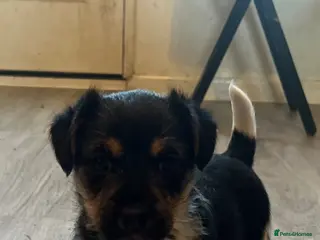 Jack Russell dogs 1 Female Jack Russell Puppy - Advert 1