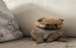 Pomeranian dogs for sale: Pomeranian tiny orange female   🧡🍊🐾 - Image 20
