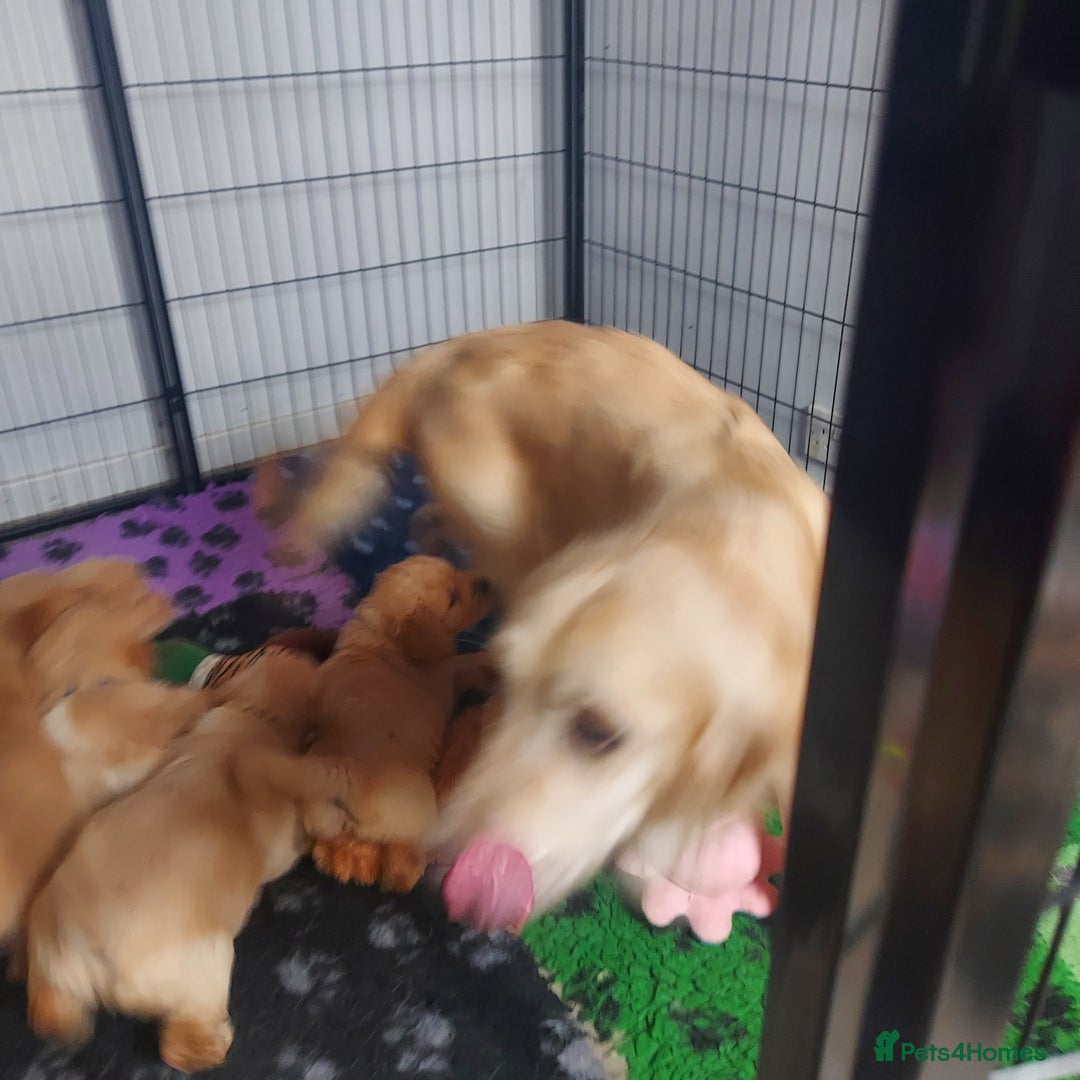 Golden Retriever dogs for sale: STUNNING Golden Retriever pups (1 BOY LEFT)  - Image 8