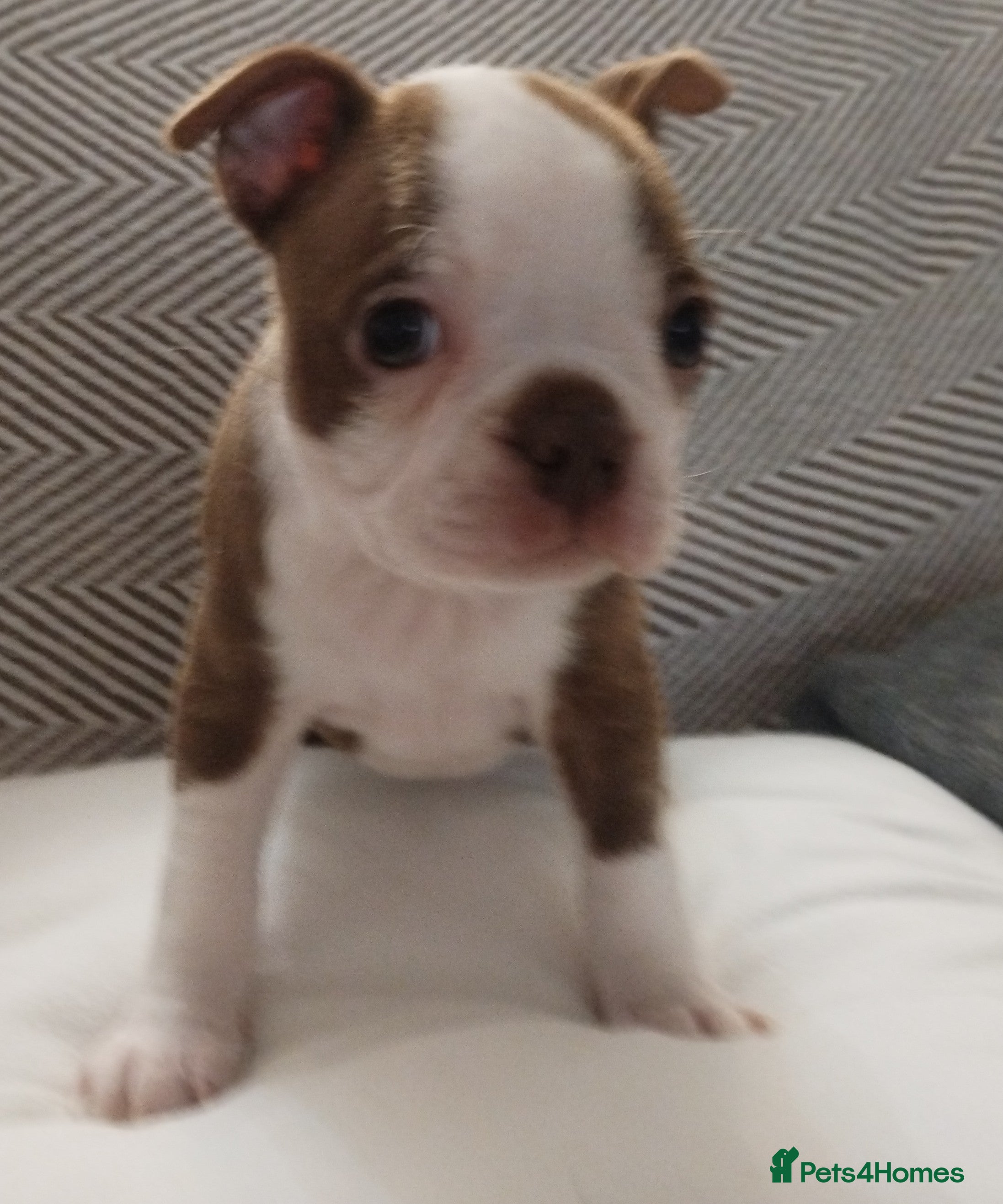 Boston Terrier dogs £1600 KC reg Boston terrier pups - Advert 2