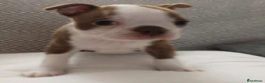 Boston Terrier 2