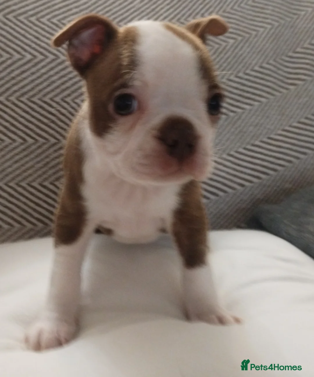 Boston Terrier dogs for sale: £1600 KC reg Boston terrier pups - Advert 2