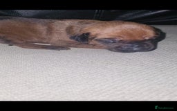Rhodesian Ridgeback dogs for sale: 🦁KC RHODESIAN RIDGEBACKS PUPPIES🦁  - Image 36