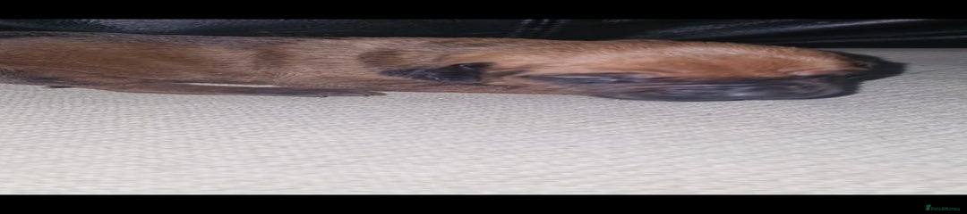 Rhodesian Ridgeback Puppy 2