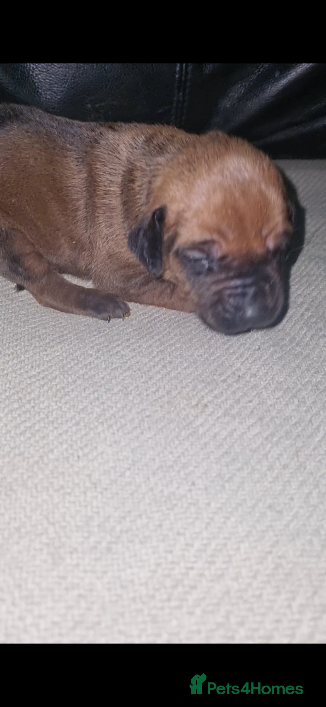 Rhodesian Ridgeback dogs for sale: 🦁KC RHODESIAN RIDGEBACKS PUPPIES🦁  - Image 36