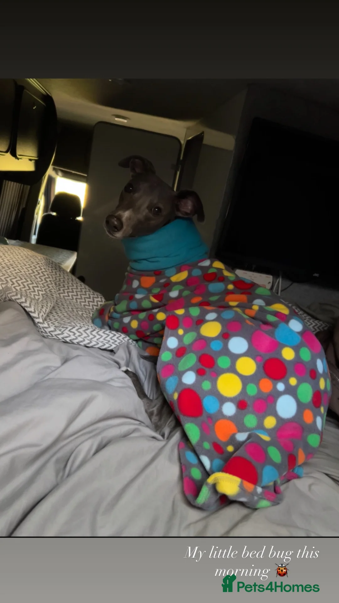 Whippet dogs for sale: Pedigree boy whippet  in Milford Haven - Advert 2