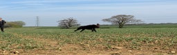 Labrador Retriever dogs for stud: Proven KC Reg Labrador health tested stud in Olney - Advert 13