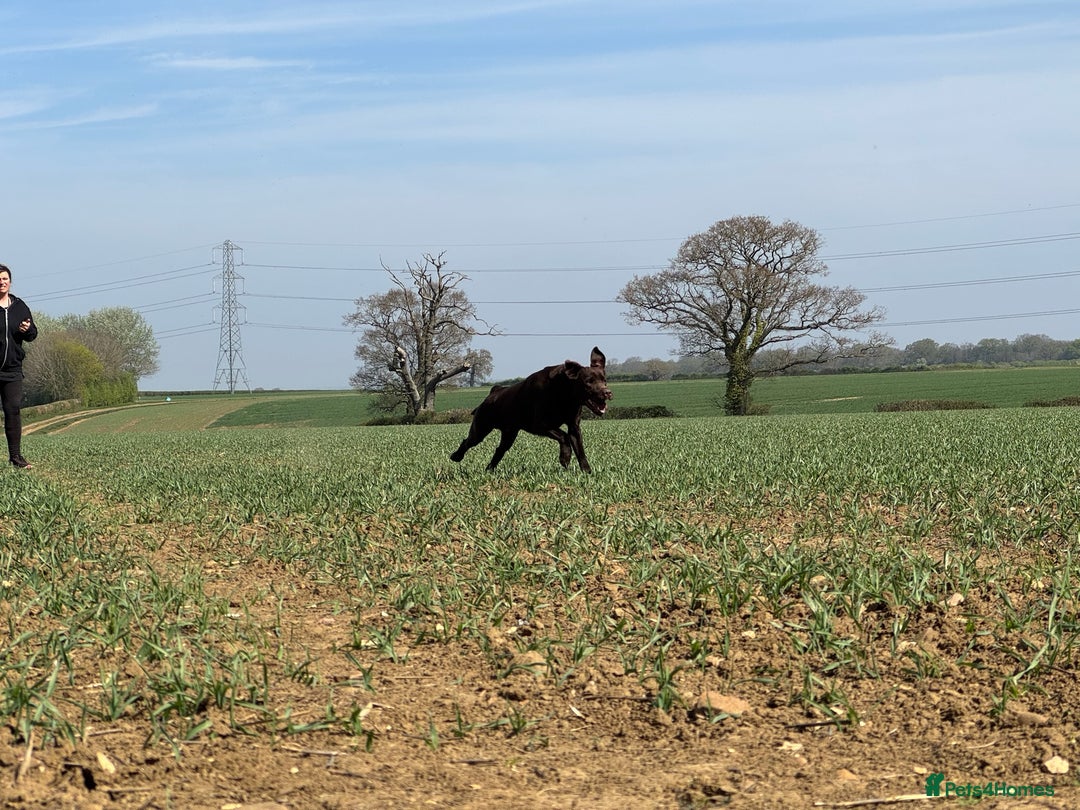 Labrador Retriever dogs for stud: Proven KC Reg Labrador health tested stud in Olney - Image 13