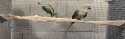 Parrots birds for sale: Alexandrin grey green male and split female green  - Advert 2